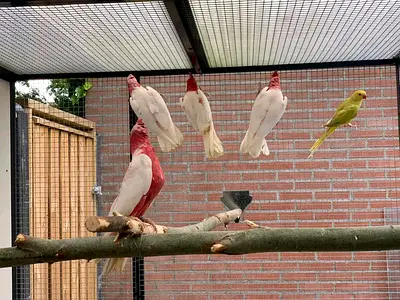 Cockatoo and Sun conure parrots