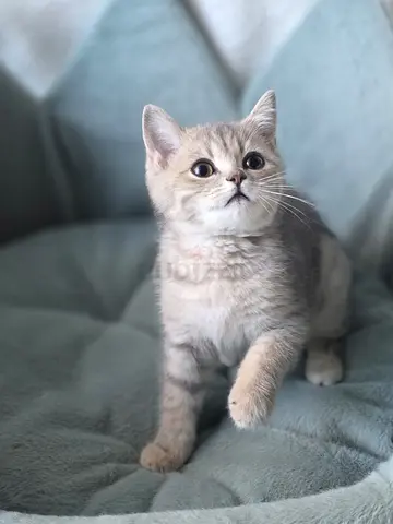 British shorthair