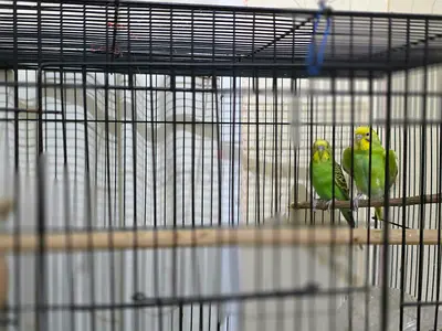 Budgies Pair