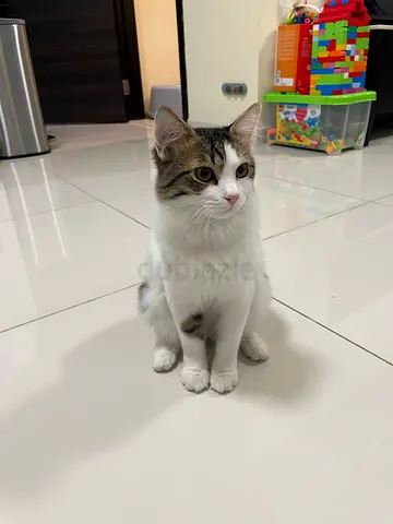 Cute and playful mixed domestic kitten needs a new home!