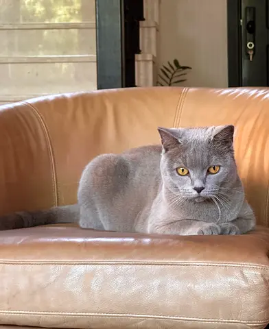 Cat free Adoption