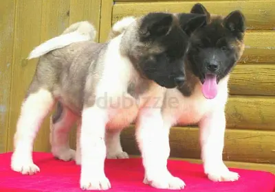 Akita Puppies Available