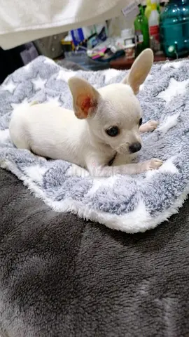 Tea cup Chihuahua for adoption