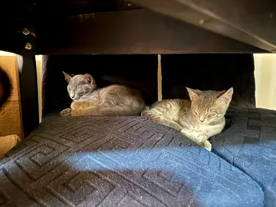 Pair of young kittens, healthy and playful - ready for new home free for adoption