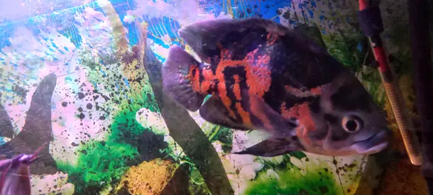 Fish