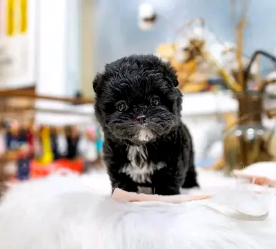 Yorkshire Terrier Puppies