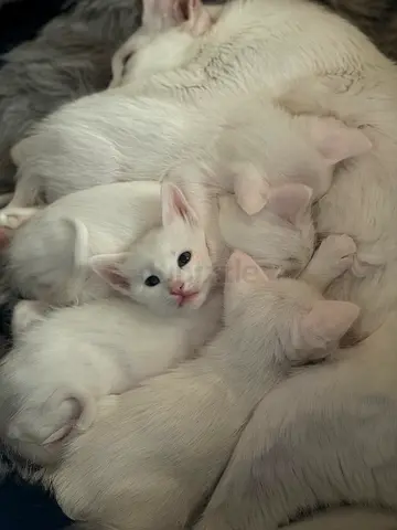 Litter of healthy white kittens available for adoption. Currently 9 weeks old. 2 boys and 2 girls.
