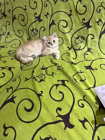 Kitten