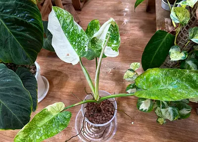 Philodendron Jose buono. Aed125/-. Pickup near financial center metro. Delivery can be arranged