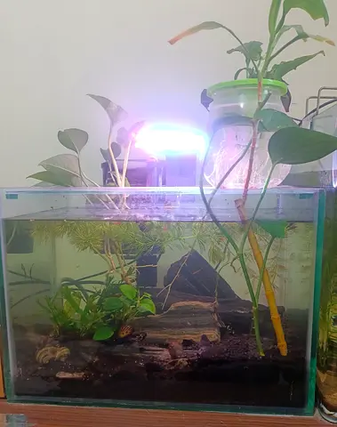 Planted aquarium with, filter, light and live plants