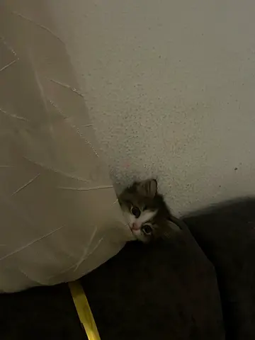 munchkin mix kitten 3 months old