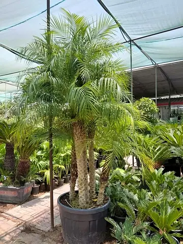 Healthy Phoenix Palm Trio in Large Pots - Ready for Garden or Balcony