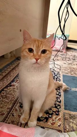 Friendly adult cat available for adoption قط للتبني