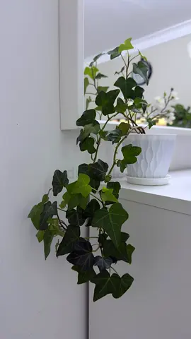 Potted English Ivy (Trailing Houseplant) - Healthy Indoor Plant