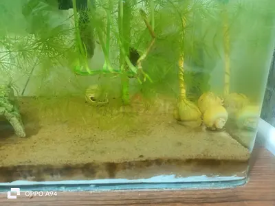 Aquatic Plants Clearance – No CO2 Required (PLANTS ONLY)