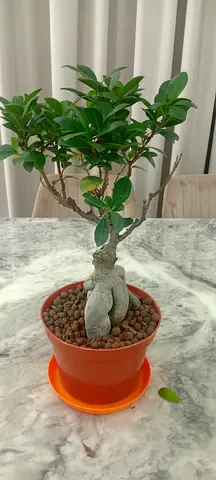 Ginseng ficus bonsai about 15 inches  for sale