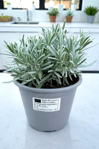 Potted Lavender Plant - Healthy Small Lavender in Nursery Pot