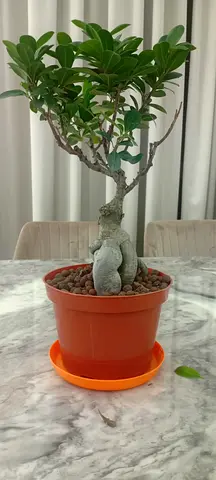 4 years  Ficus bonsai about 15 inches for sale