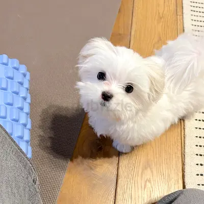Cute small white puppy - looking for a new home