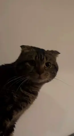 Free adoption cat