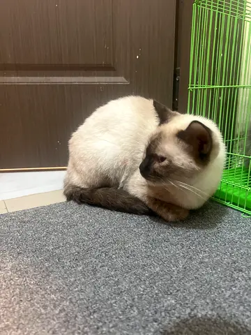 Himalayan adult cat available — calm indoor pet