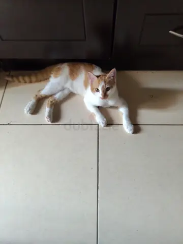 Young white and ginger cat available for adoption