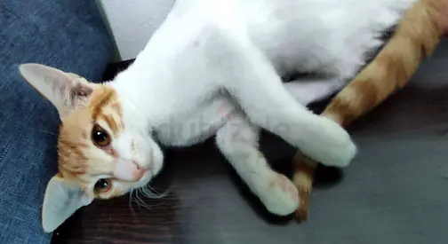 PLAYFULL SWEET Arabian Mau female kitten (4 months), is fully vaccinated, with passport
