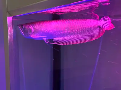Big healthy Silver Arowana