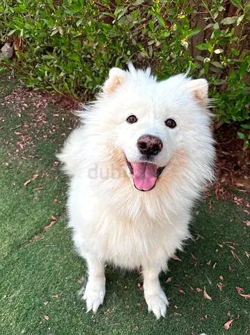 Friendly white Samoyed looking for a new home (male, vaccinated)