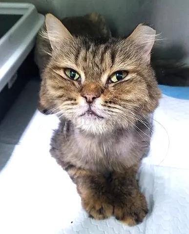 SUPER SWEET PERSIAN mix breed, female cat, spayed with 1.5 year old, is looking for love