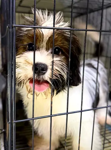 Friendly small puppy looking for a home (young)