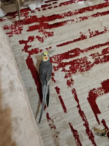 Breeding male cockatiel