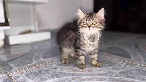 راس الخيمه