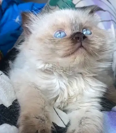 Ragdoll seal point kittens