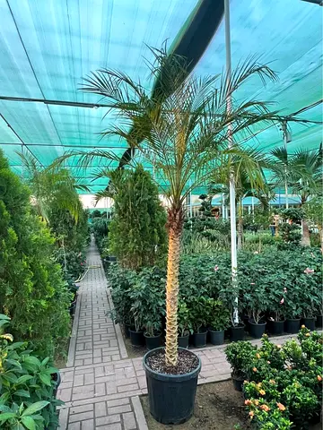 Phoenix Palm Tree - 3m Height