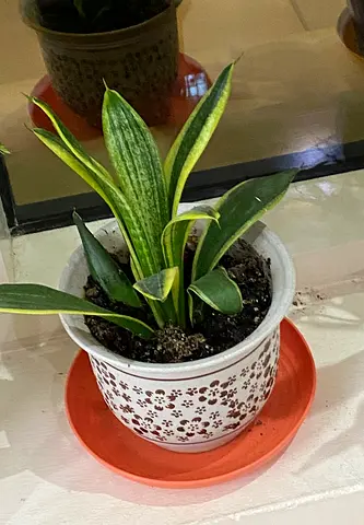 Snake plant with pot