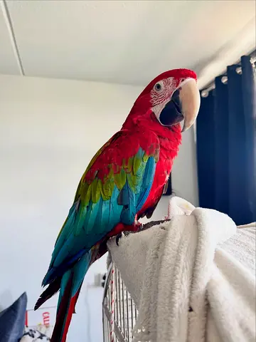 Red Macaw parrots