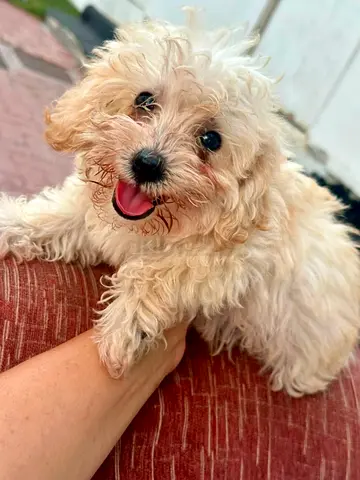 Tiny fluffy Maltipoo puppy - playful and friendly