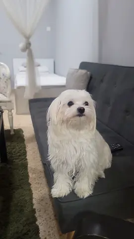 Lost Pet Dog white maltese
