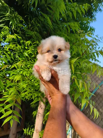 Pomeranian female and male