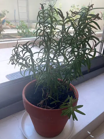 Potted indoor Rosemary plant- ready to rehome