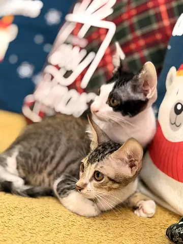 Free cat