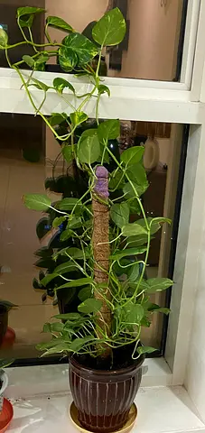 Money plant with pot