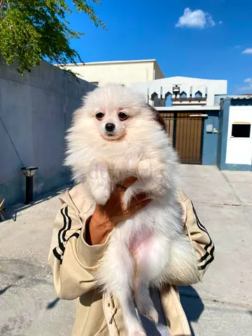 Young white Pomeranian puppy — friendly and fluffy