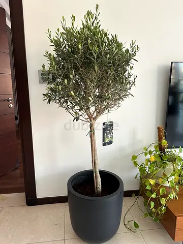 Olive tree 165cm with fiber pot