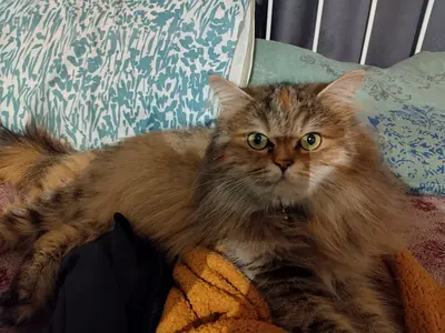 Pregnant Friendly long-haired female cat looking for a new home