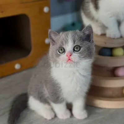 Cute kittens