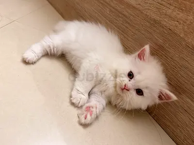 Persian kittens