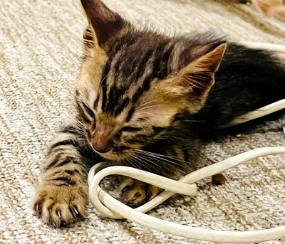 Cute Siberian Bengal kittens