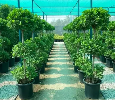 Large Topiary Potted Trees - Perfect for Garden or Patio